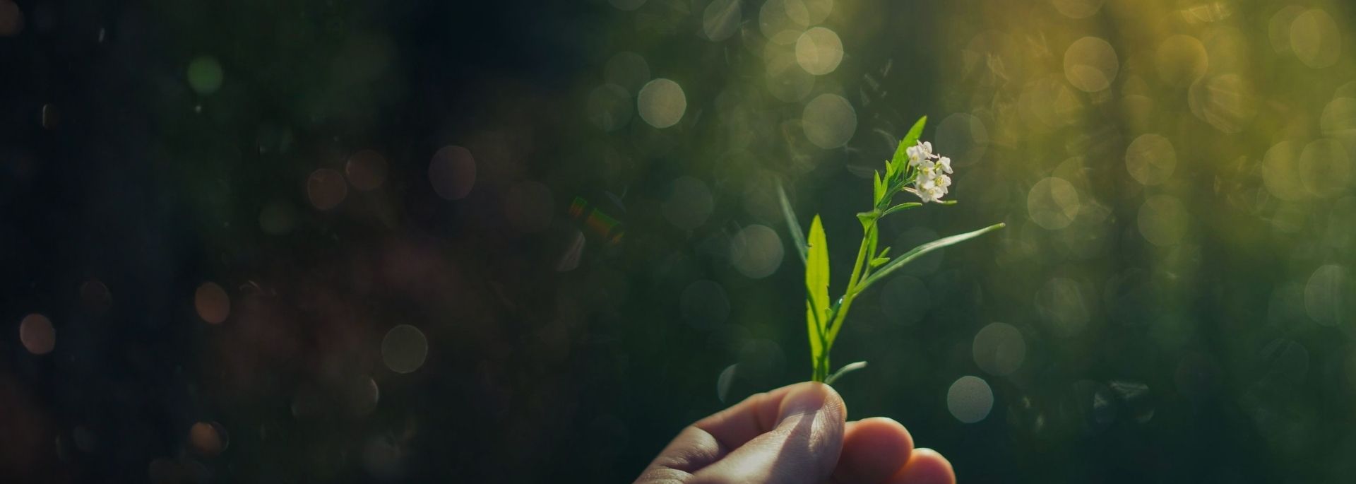 Sustainability at Hong Leong Bank