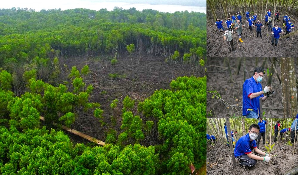 15 Hectares Mangrove Rehabilitation and Conservation Project