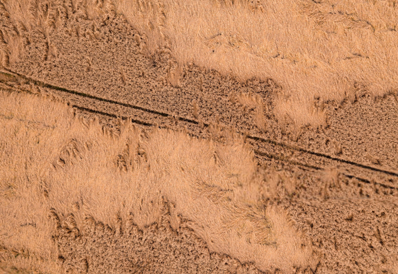 Aerial view of a grain field